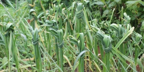 Kada i kako vezati listove zimskog i ljetnog bijelog luka u čvor